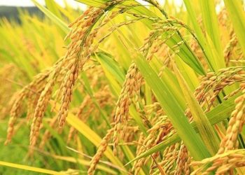 GIẢI PHÁP PHUN THUỐC TRỪ SÂU