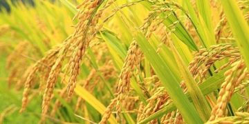 GIẢI PHÁP PHUN THUỐC TRỪ SÂU