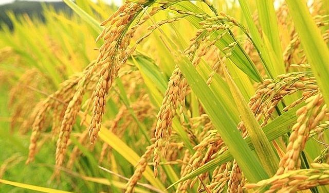 GIẢI PHÁP PHUN THUỐC TRỪ SÂU