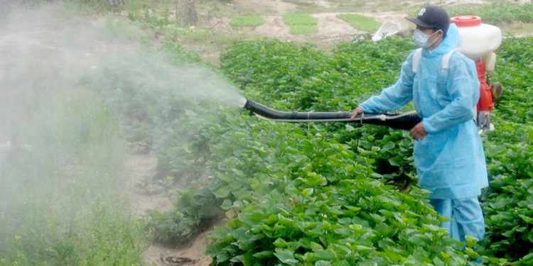 GIẢI PHÁP KỸ THUẬT GIEO SẠ LÚA MÙA