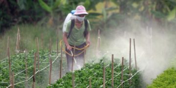 GIẢI PHÁP BÓN PHÂN CÂY