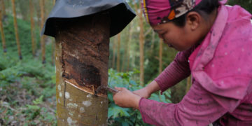 GIẢI PHÁP CANH TÁC CAO SU