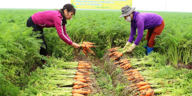 GIẢI PHÁP TRỒNG HOA MÀU