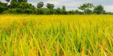 GIẢI PHÁP GIEO SẠ LÚA