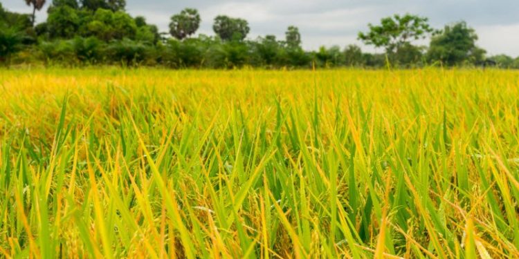 GIẢI PHÁP GIEO SẠ LÚA