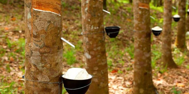 GIẢI PHÁP CHĂM SÓC CÂY CAO SU