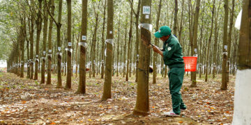 GIẢI PHÁP CANH TÁC CAO SU