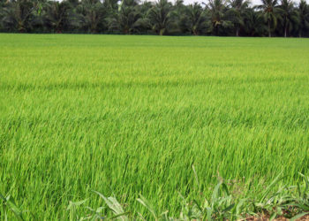 GIẢI PHÁP GIEO SẠ LÚA