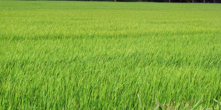 GIẢI PHÁP GIEO SẠ LÚA