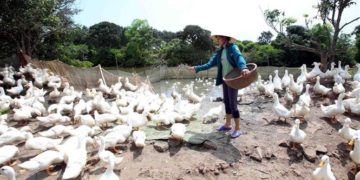 GIẢI PHÁP CHĂN NUÔI