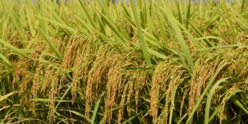 GIẢI PHÁP BÓN PHÂN LÚA GIEO SẠ