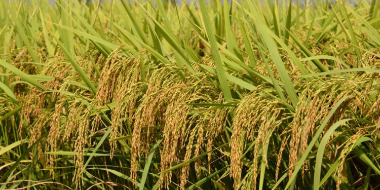 GIẢI PHÁP BÓN PHÂN LÚA GIEO SẠ