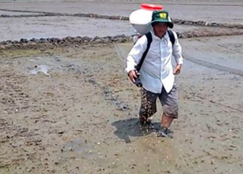 GIẢI PHÁP GIEO SẠ LÚA