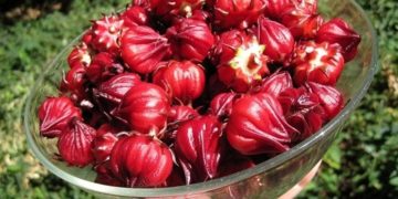 GIẢI PHÁP TRỒNG TRỌT