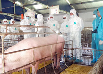 GIẢI PHÁP KHỬ TRÙNG CHUỒNG NUÔI