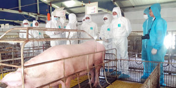 GIẢI PHÁP KHỬ TRÙNG CHUỒNG NUÔI