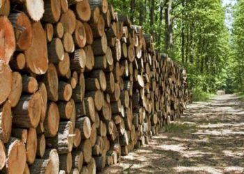 GIẢI PHÁP CANH TÁC LÂM SẢN