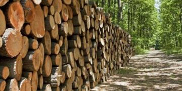 GIẢI PHÁP CANH TÁC LÂM SẢN