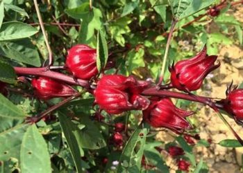 GIẢI PHÁP TRỒNG CÂY ATISO