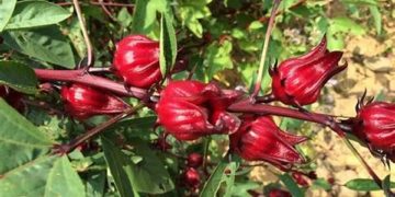 GIẢI PHÁP TRỒNG CÂY ATISO