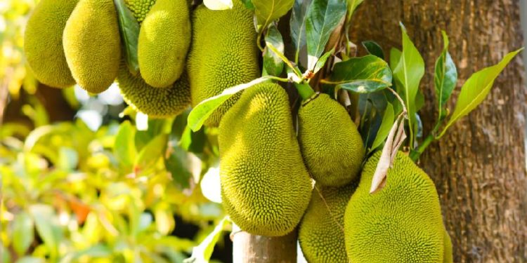 GIẢI PHÁP CANH TÁC CÂY MÍT