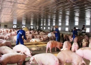 giải pháp chăn nuôi