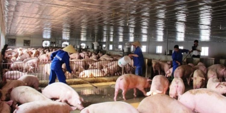 giải pháp chăn nuôi