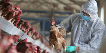 giải pháp chăn nuôi