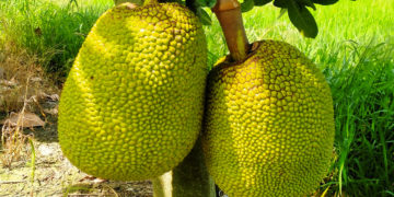 GIẢI PHÁP CANH TÁC CÂY MÍT