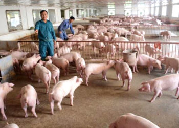 giải pháp chăn nuôi