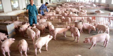 giải pháp chăn nuôi