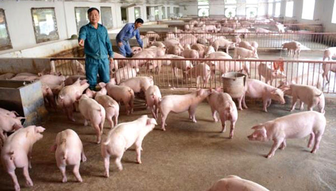 giải pháp chăn nuôi