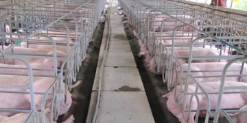 giải pháp chăn nuôi