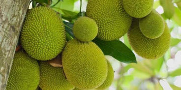 GIẢI PHÁP CANH TÁC CÂY MÍT