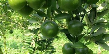 GIẢI PHÁP TRỒNG CAM SÀNH