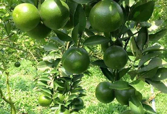 GIẢI PHÁP TRỒNG CAM SÀNH