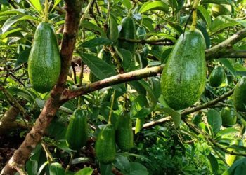 GIẢI PHÁP CHĂM SÓC CÂY BƠ