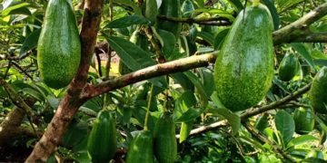 GIẢI PHÁP CHĂM SÓC CÂY BƠ