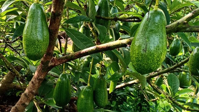 GIẢI PHÁP CHĂM SÓC CÂY BƠ