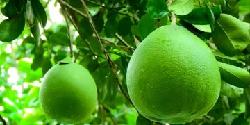 GIẢI PHÁP PHUN THUỐC TRỪ SÂU