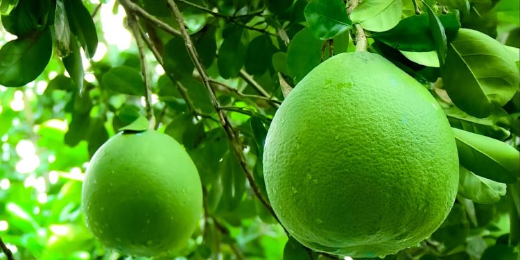 GIẢI PHÁP PHUN THUỐC TRỪ SÂU