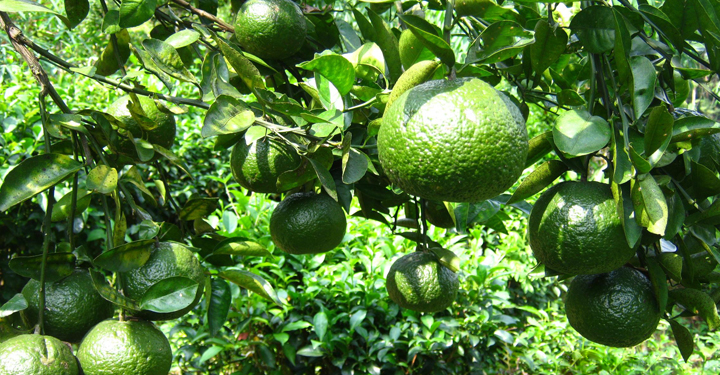 GIẢI PHÁP TRỒNG CAM SÀNH