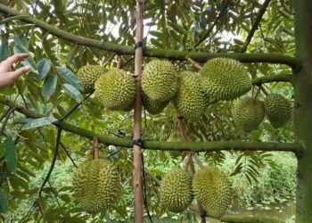 giải pháp chăm sóc cây sầu riêng