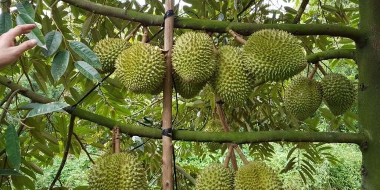 giải pháp chăm sóc cây sầu riêng