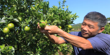 GIẢI PHÁP BÓN PHÂN CÂY