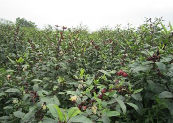 GIẢI PHÁP TRỒNG TRỌT