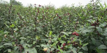 GIẢI PHÁP TRỒNG TRỌT