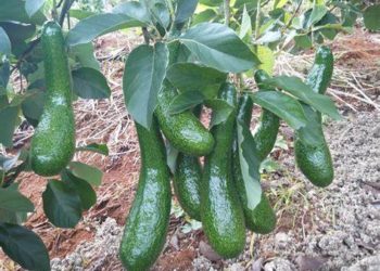 GIẢI PHÁP TRỒNG BƠ 034