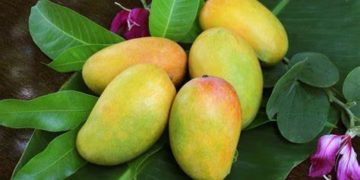 GIẢI PHÁP TRỒNG XOÀI