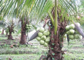 GIẢI PHÁP PHUN THUỐC TRỪ SÂU